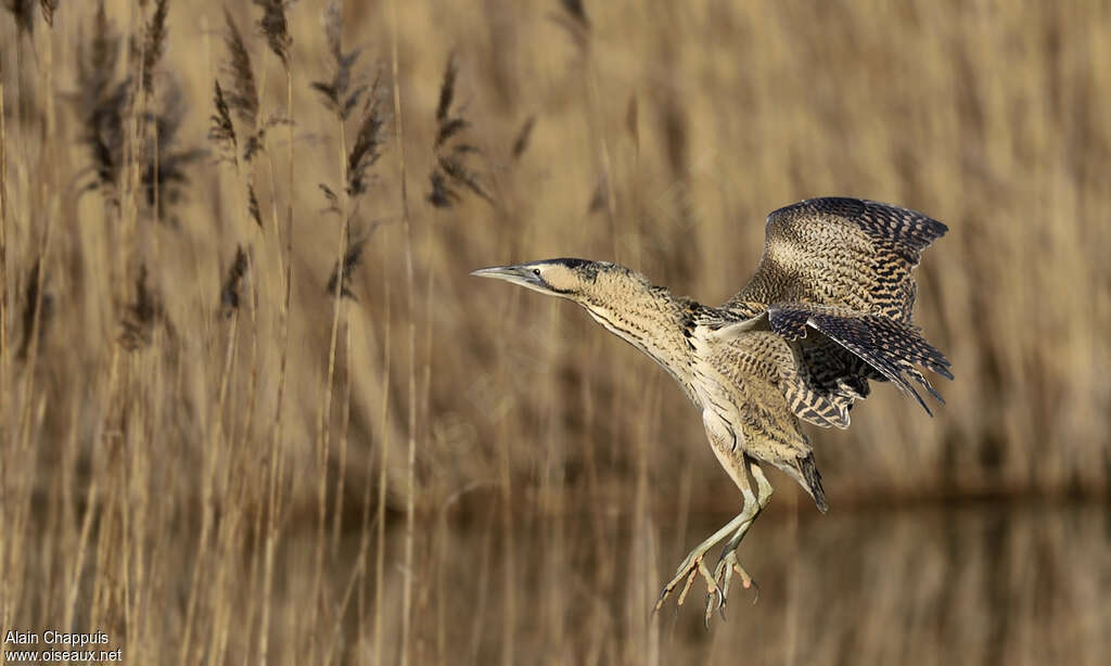 Eurasian Bitternadult, Flight, Behaviour