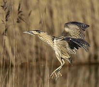 Eurasian Bittern