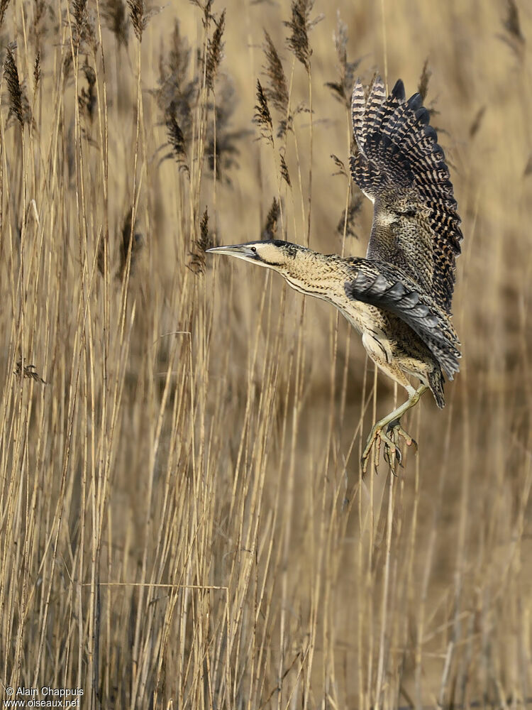 Eurasian Bitternadult, identification, Flight, Behaviour