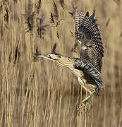 Eurasian Bittern