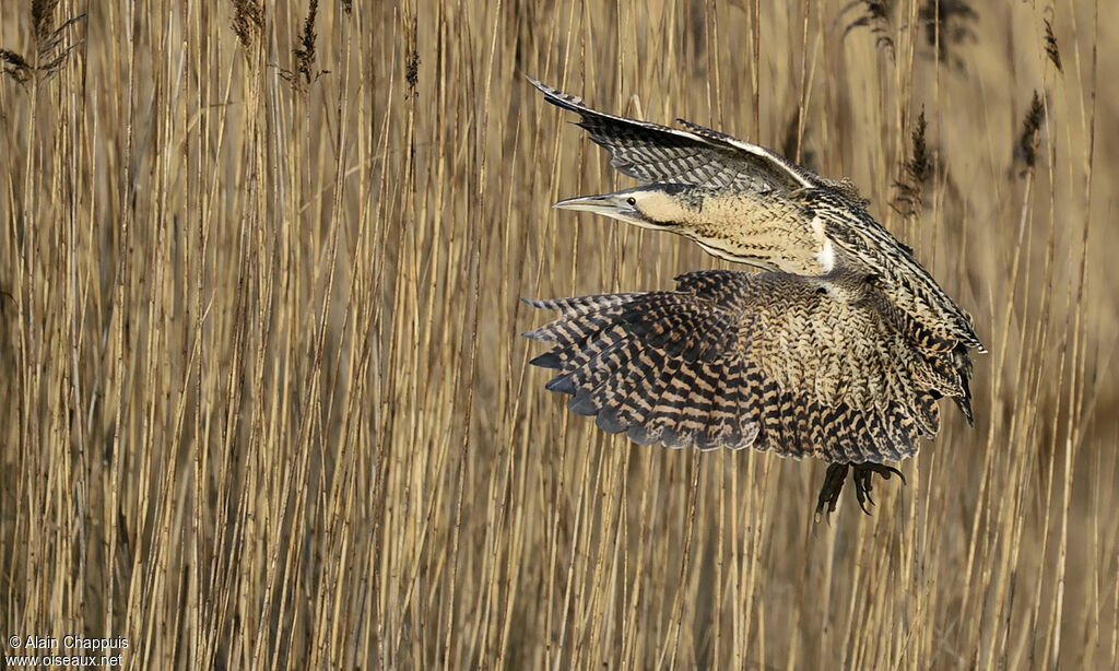 Eurasian Bitternadult, identification, Flight, Behaviour