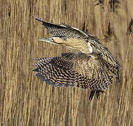 Eurasian Bittern