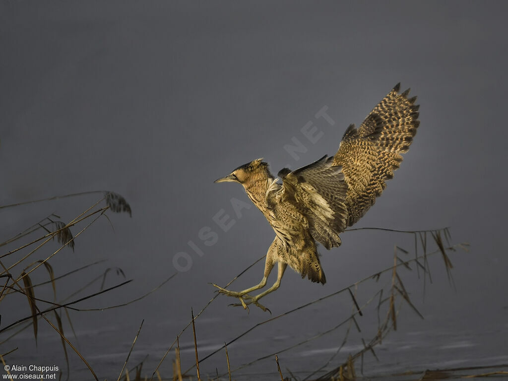 Eurasian Bitternadult, identification, Flight, fishing/hunting