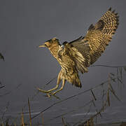 Eurasian Bittern