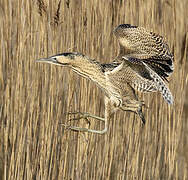 Eurasian Bittern