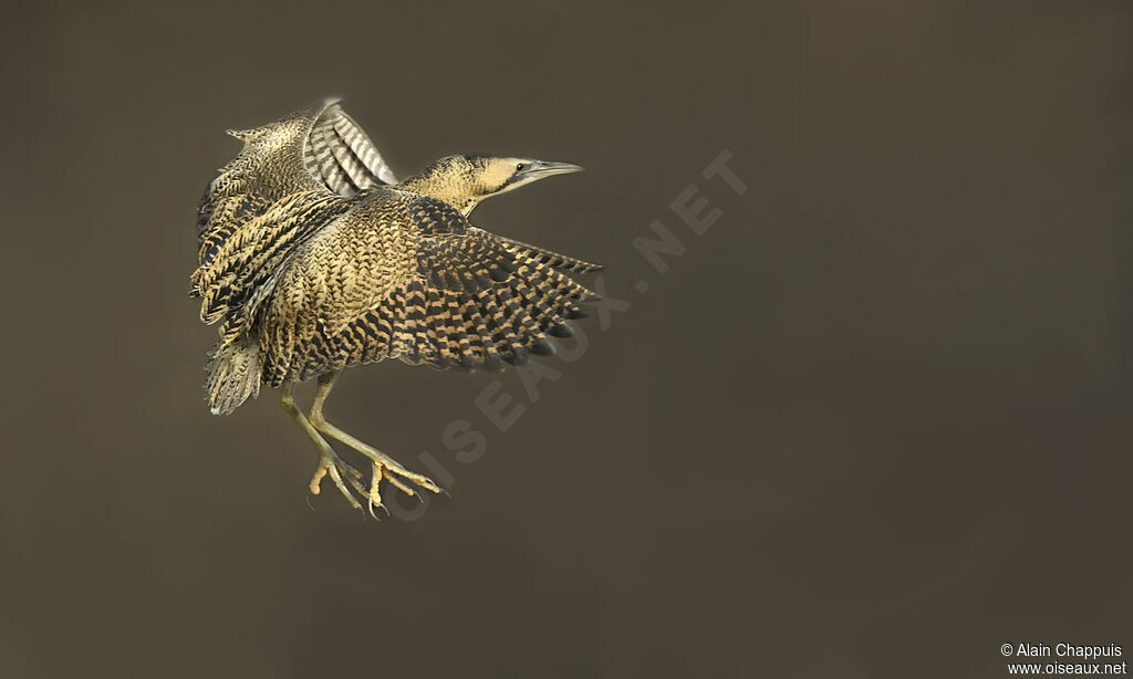 Eurasian Bitternadult, identification, Flight, fishing/hunting