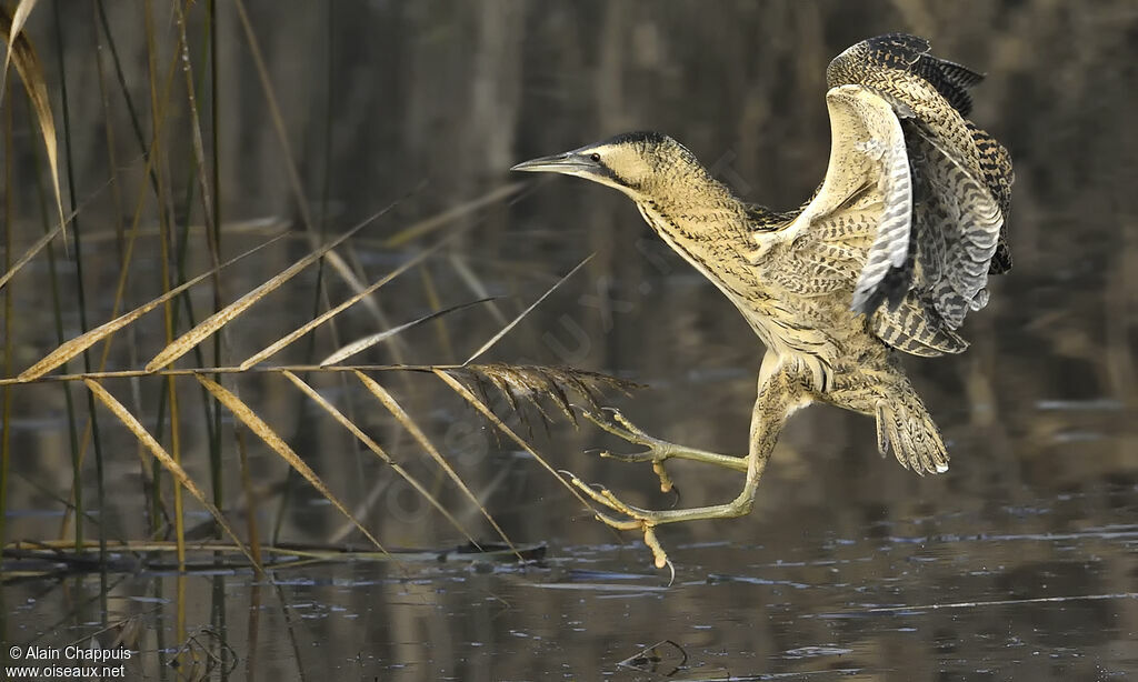 Eurasian Bitternadult, identification, Flight, fishing/hunting