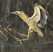 Eurasian Bittern