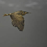 Eurasian Bittern