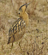 Eurasian Bittern