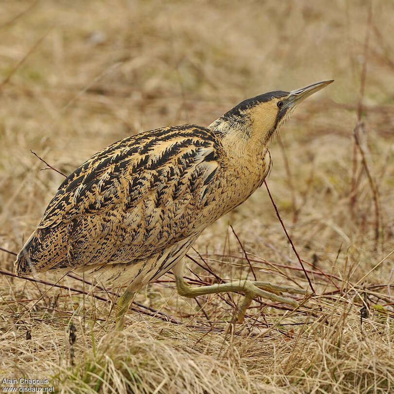 Eurasian Bitternadult, identification, Behaviour