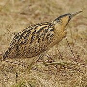 Eurasian Bittern