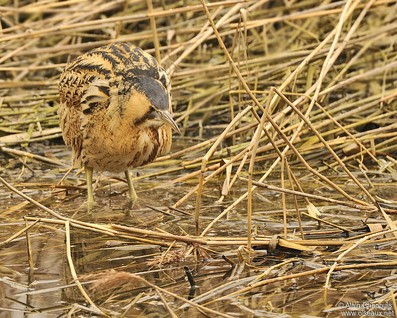 Butor étoiléadulte, identification, Comportement