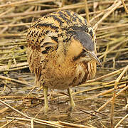 Eurasian Bittern