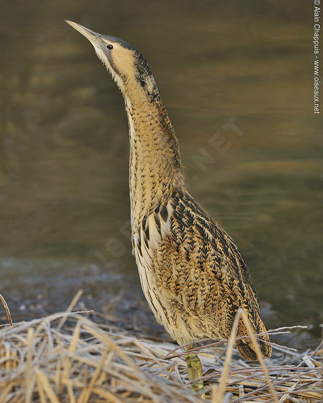 Eurasian Bitternadult, identification, Behaviour