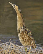 Eurasian Bittern