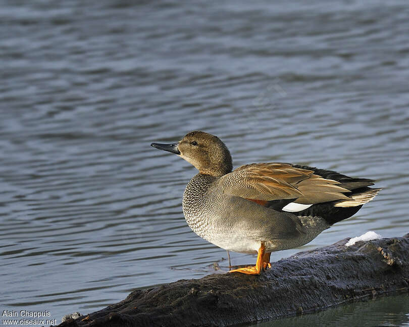 Gadwall male adult breeding, identification, Behaviour