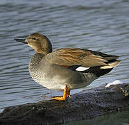 Gadwall