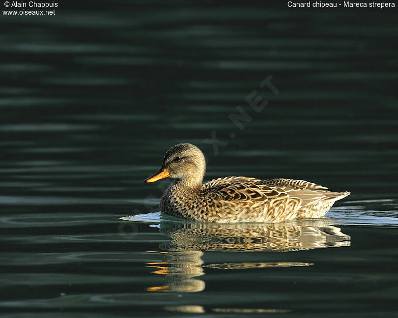 Canard chipeau femelle adulte, identification, Comportement