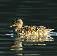 Canard chipeau