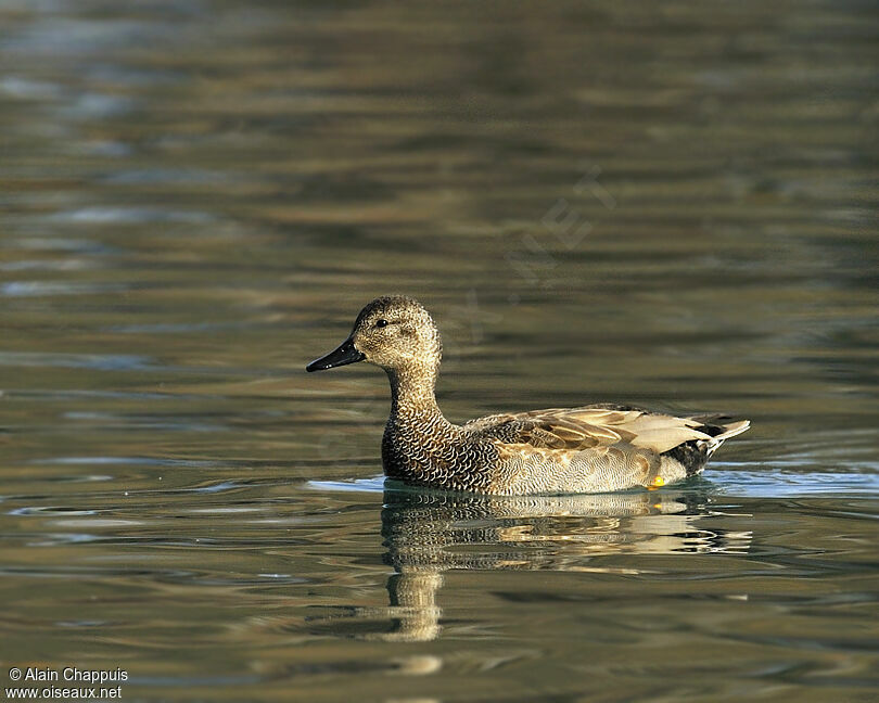 Gadwall male adult, identification, Behaviour