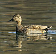 Canard chipeau