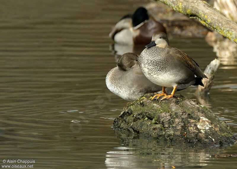 Gadwall male adult, identification, Behaviour