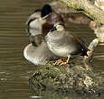 Canard chipeau