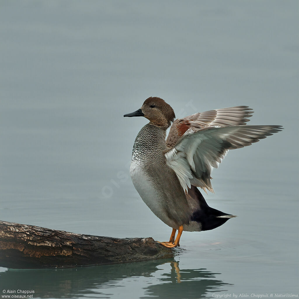 Canard chipeau mâle adulte nuptial, identification