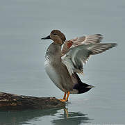 Gadwall