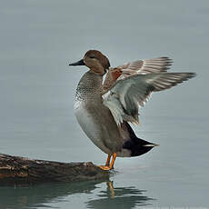 Canard chipeau