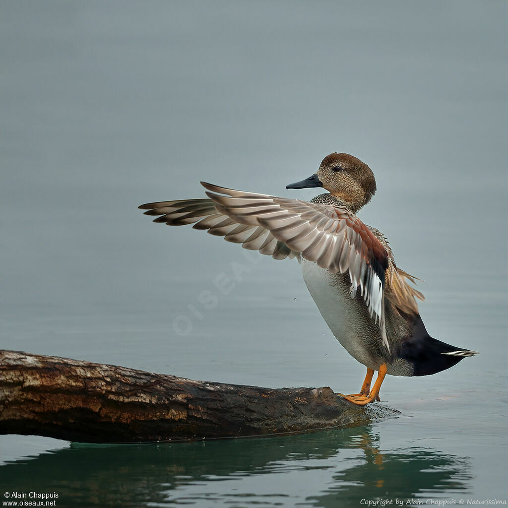 Canard chipeau mâle adulte nuptial