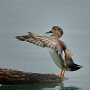 Canard chipeau