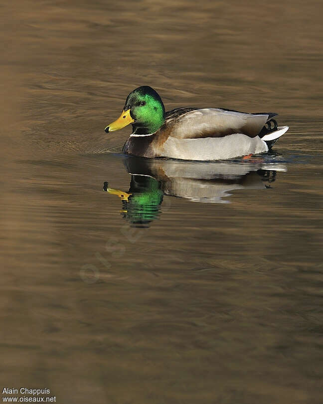 Canard colvert mâle adulte, Comportement