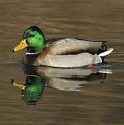 Canard colvert