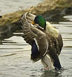 Canard colvert