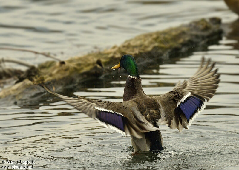 Mallard male adult, identification, Flight, Behaviour