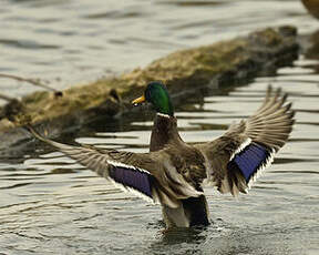 Canard colvert