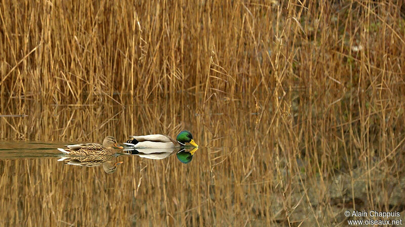 Mallard adult post breeding, identification, Behaviour