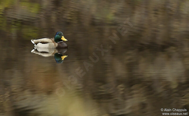 Canard colvert mâle adulte, identification, Comportement