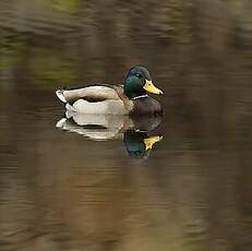 Canard colvert