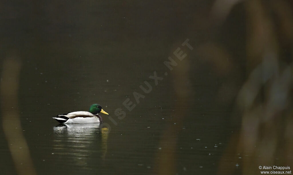 Canard colvert mâle adulte, identification, Comportement