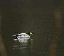 Canard colvert