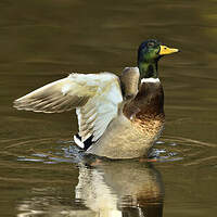 Canard colvert