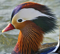 Mandarin Duck