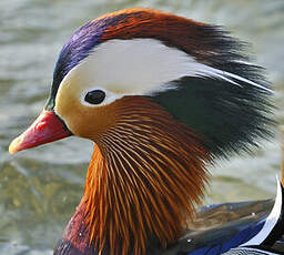 Canard mandarin