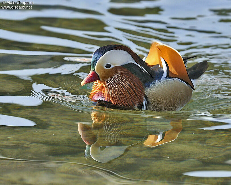 Canard mandarin mâle adulte nuptial, identification, Comportement