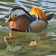 Mandarin Duck