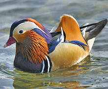 Mandarin Duck