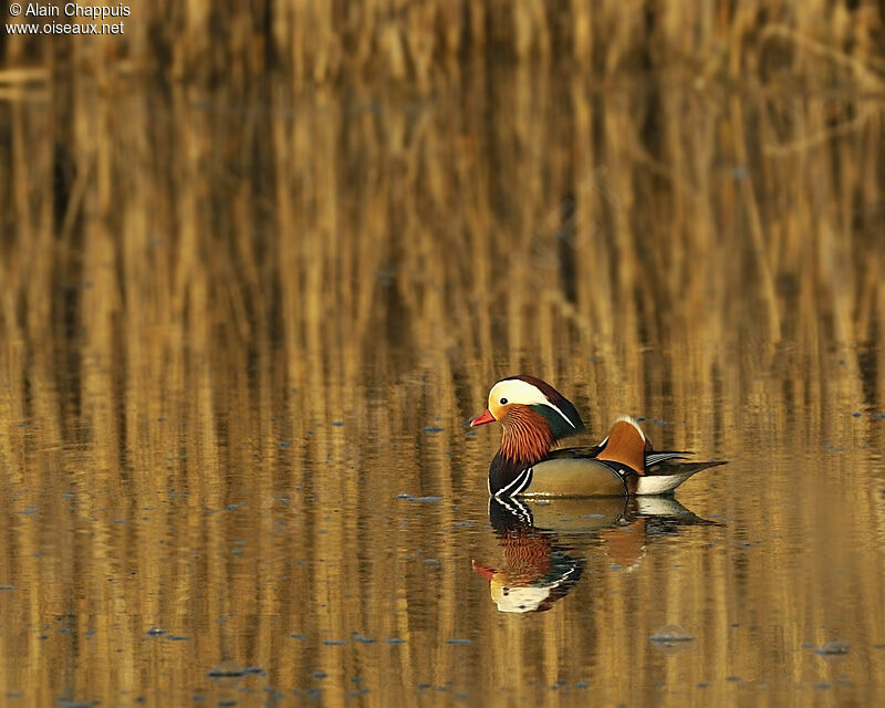 Canard mandarin mâle adulte, identification, Comportement